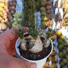 ALBUCA NAMAQUENSIS, image 