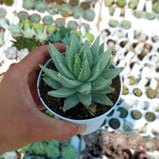 ALOE BREVIFOLIA ALBA VARIEGATA, image 