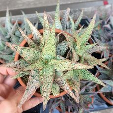 ALOE CV. PINK BLUSH, image 