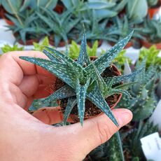 ALOE DESCOINGSII, image 