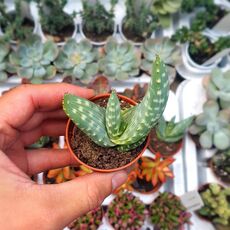 ALOE GARIEPENSIS, image 