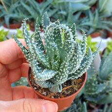ALOE HUMILIS, image , 4 image