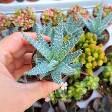 ALOE HUMILIS, image , 2 image