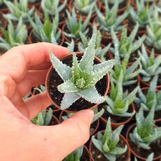 ALOE HUMILIS, image , 5 image