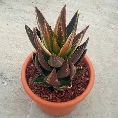 ALOE MITRIFORMIS VARIEGATA, image 