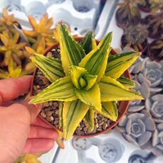 ALOE MITRIFORMIS VARIEGATA, image , 2 image