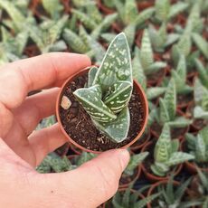 ALOE VARIEGATA, image , 3 image