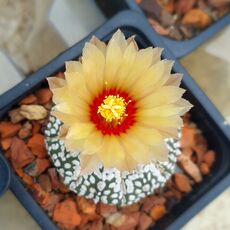 ASTROPHYTUM ASTERIAS CV. SUPERKABUTO (CITES APPENDIX I), image , 2 image