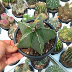 ASTROPHYTUM MYRIOSTIGMA NUDUM, image 