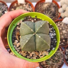 ASTROPHYTUM MYRIOSTIGMA QUADRICOSTATUM NUDUM, image 