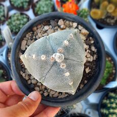 ASTROPHYTUM MYRIOSTIGMA TRICOSTATUM, image 