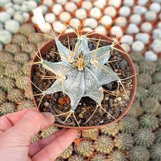 ASTROPHYTUM ORNATUM, image 