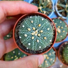 ASTROPHYTUM ASTERIAS (CITES APPENDIX I), image 