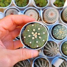 ASTROPHYTUM ASTERIAS, image , 2 image