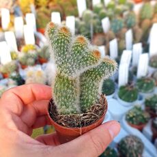 CLEISTOCACTUS MORAWETZIANUS CRESTATO, image 