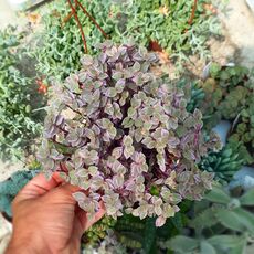 CALLISIA REPENS PINK LADY, image 