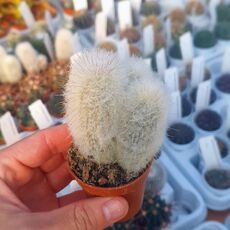 CEPHALOCEREUS DYBOWSKII, image 