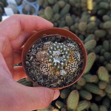 COPIAPOA LAUI, image 