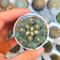 CORYPHANTHA ELEPHANTIDENS, image 