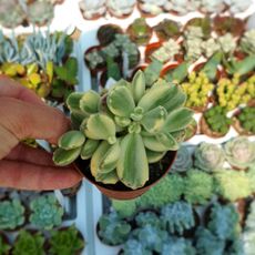 COTYLEDON LADISMITHIENSIS VARIEGATA, image 