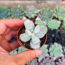 COTYLEDON ORBICULATA VAR. OOPHYLLA, image 