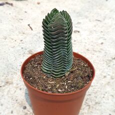 CRASSULA BUDDHA'S TEMPLE, image 