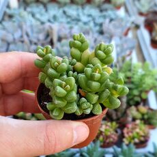 CRASSULA ELEGANS, image 