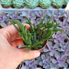 CRASSULA LYCOPODIOIDES, image , 3 image
