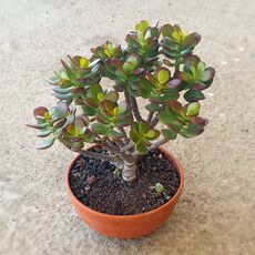 CRASSULA OVATA (PREBONSAI), image 