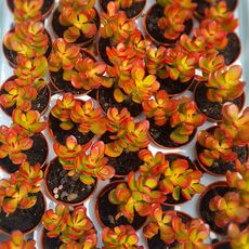 CRASSULA OVATA, image _ab__is.image_number.default