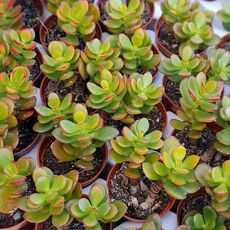 CRASSULA OVATA, image _ab__is.image_number.default