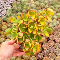 CRASSULA PORTULACEA TRICOLOR, image , 2 image