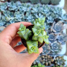 CRASSULA RUPESTRIS, image 