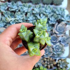 CRASSULA RUPESTRIS, image 