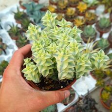 CRASSULA SLADENII VARIEGATA, image 