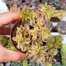 CRASSULA VOLKENSII F. VARIEGATA, image 