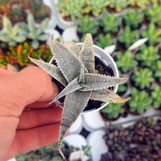 DYCKIA MARNIER LAPOSTOLLEI, image , 2 image