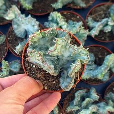 EUPHORBIA LACTEA WHITE GHOST CRISTATA, image 