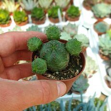 EUPHORBIA PSEUDOGLOBOSA, image 