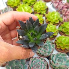 ECHEVERIA BLACK KNIGHT, image 