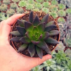 ECHEVERIA BLACK KNIGHT, image 