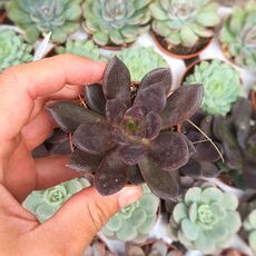 ECHEVERIA BLACK PRINCE, image , 2 image