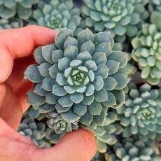 ECHEVERIA BLUE ELF, image 