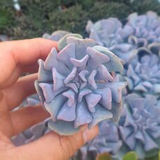 ECHEVERIA CUBIC FROST, image _ab__is.image_number.default