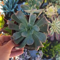 ECHEVERIA DIABLO STRENGTH, image _ab__is.image_number.default