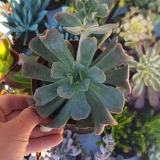 ECHEVERIA DIABLO STRENGTH, image 