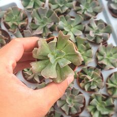 ECHEVERIA DIABLO STRENGTH, image 