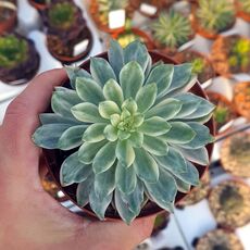 ECHEVERIA GREEN EMERALD VARIEGATA, image 