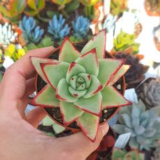 ECHEVERIA AGAVOIDES LIPSTICK, image 