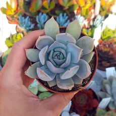 ECHEVERIA MAASAI, image 